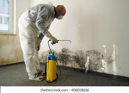 Best Basement Mold Removal  in Holtville, CA